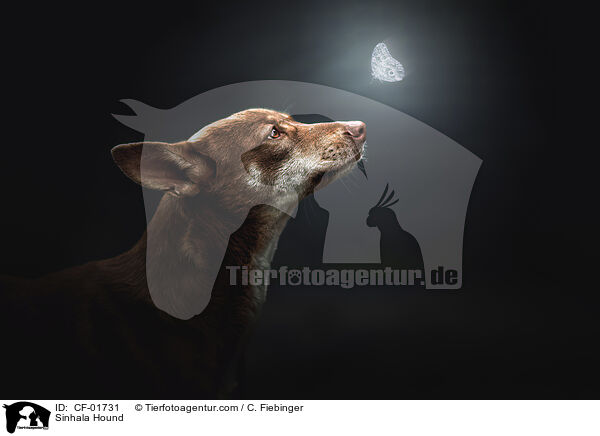 Sinhala Hund / Sinhala Hound / CF-01731