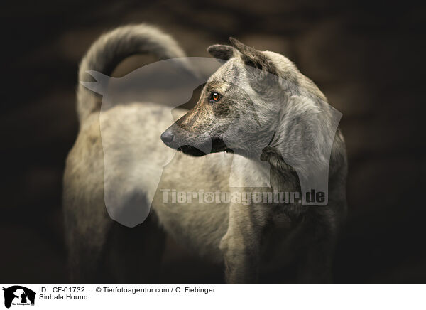 Sinhala Hund / Sinhala Hound / CF-01732