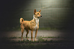 Sinhala Hound