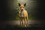 Sinhala Hound
