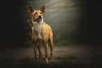 Sinhala Hound
