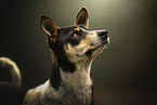 Sinhala Hound