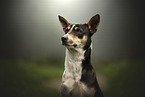 Sinhala Hound