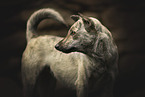 Sinhala Hound