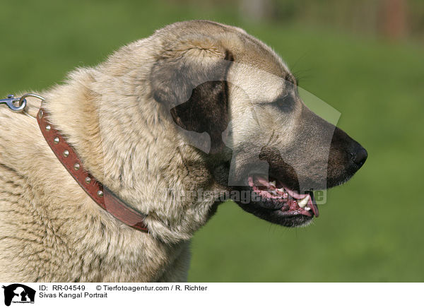Sivas Kangal Portrait / Sivas Kangal Portrait / RR-04549