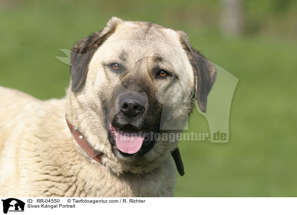 Sivas Kangal Portrait / Sivas Kangal Portrait / RR-04550