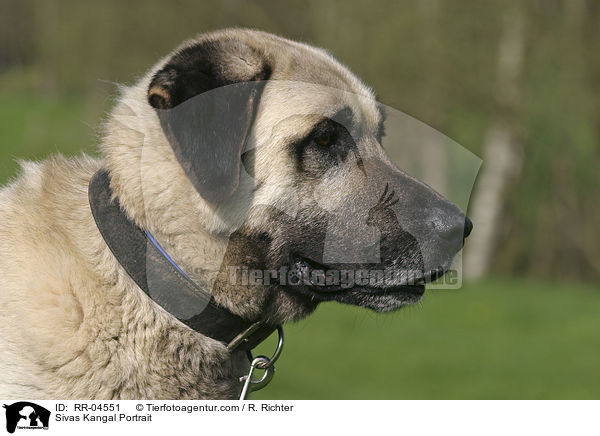 Sivas Kangal Portrait / Sivas Kangal Portrait / RR-04551
