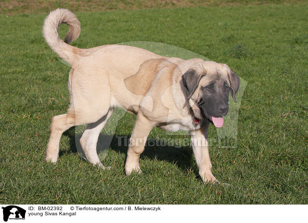 young Sivas Kangal / BM-02392