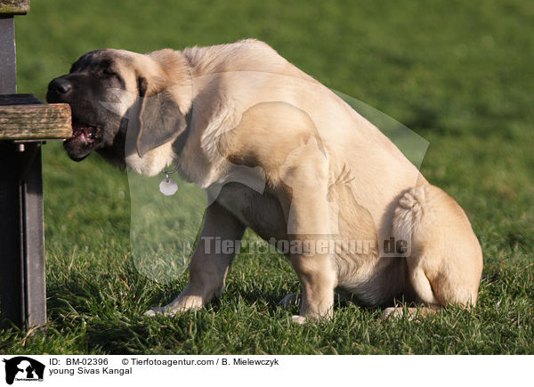 young Sivas Kangal / BM-02396