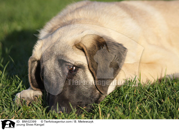 junger Sivas Kangal / young Sivas Kangal / BM-02399