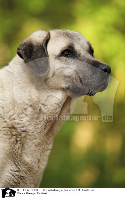Sivas Kangal Portrait / Sivas Kangal Portrait / DG-05609