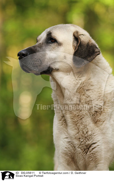 Sivas Kangal Portrait / Sivas Kangal Portrait / DG-05611