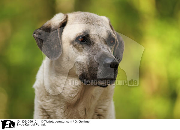 Sivas Kangal Portrait / Sivas Kangal Portrait / DG-05612