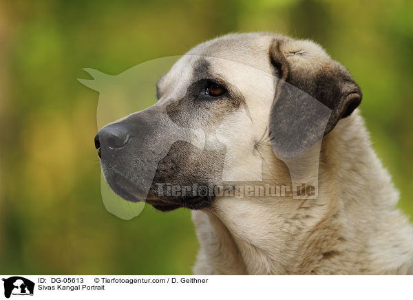 Sivas Kangal Portrait / Sivas Kangal Portrait / DG-05613