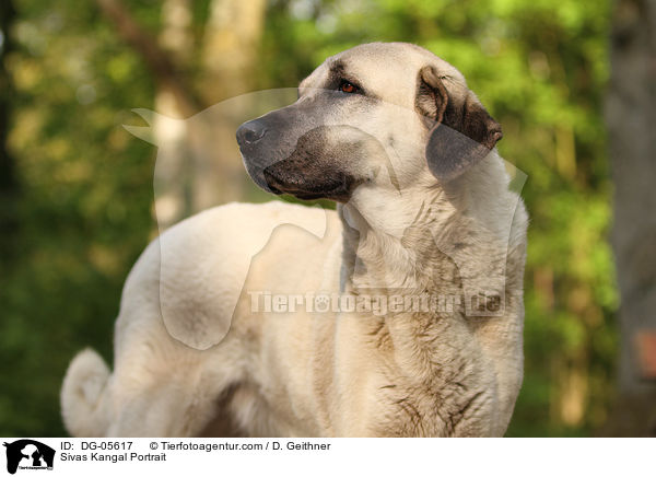 Sivas Kangal Portrait / DG-05617