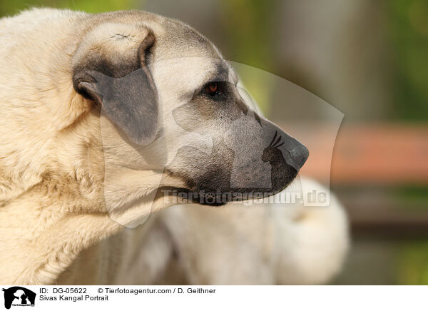 Sivas Kangal Portrait / Sivas Kangal Portrait / DG-05622