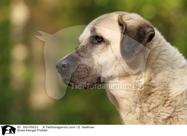 Sivas Kangal Portrait / Sivas Kangal Portrait / DG-05623