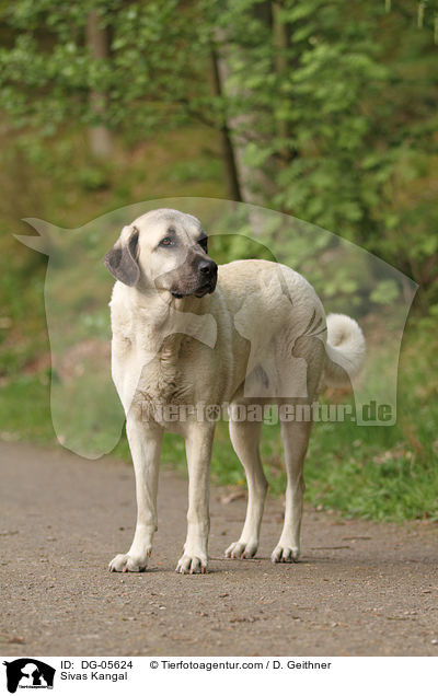 Sivas Kangal / DG-05624