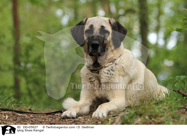 liegender Sivas Kangal / lying Sivas Kangal / DG-05627