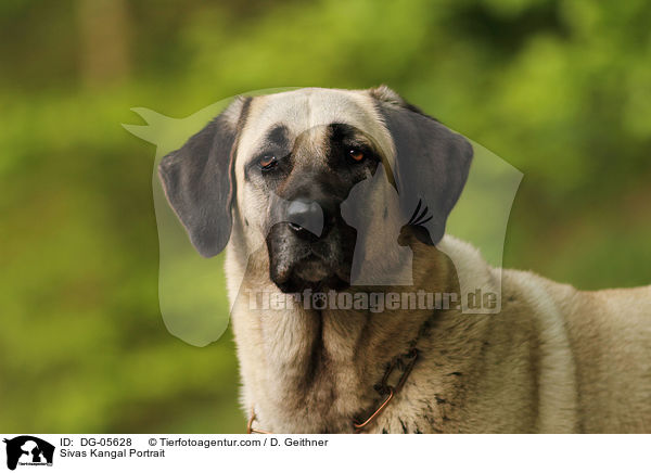 Sivas Kangal Portrait / Sivas Kangal Portrait / DG-05628