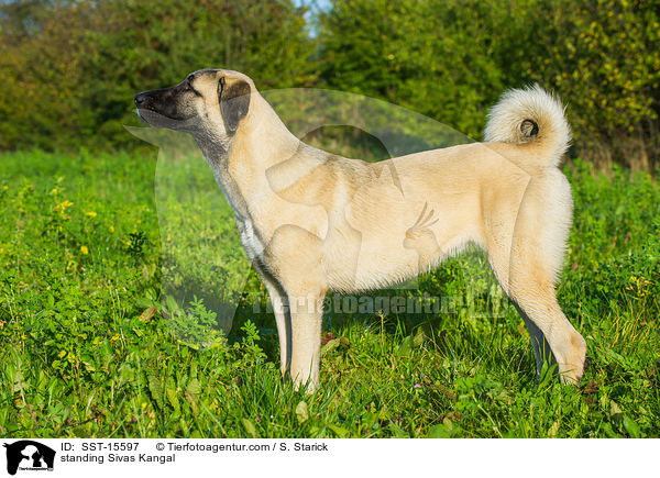 stehender Sivas Kangal / standing Sivas Kangal / SST-15597