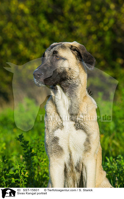Sivas Kangal Portrait / Sivas Kangal portrait / SST-15601