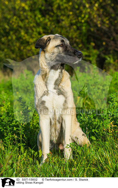 sitzender Sivas Kangal / sitting Sivas Kangal / SST-15602