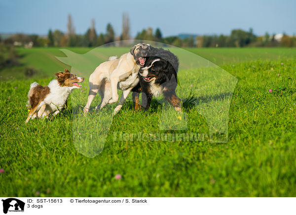 3 dogs / SST-15613