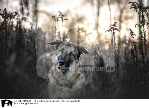 Sivas Kangal Portrait / Sivas Kangal Portrait / SIB-01662