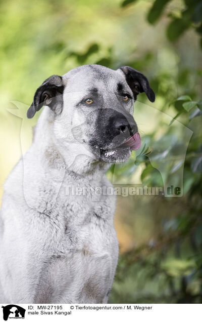 Sivas Kangal Rde / male Sivas Kangal / MW-27195