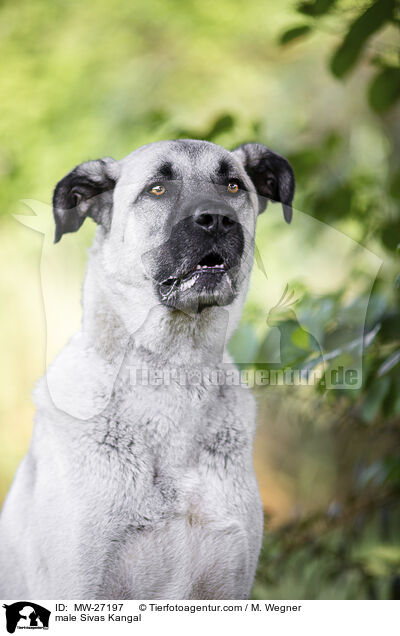 Sivas Kangal Rde / male Sivas Kangal / MW-27197