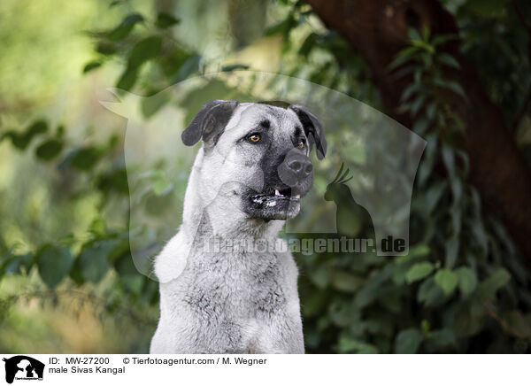 Sivas Kangal Rde / male Sivas Kangal / MW-27200