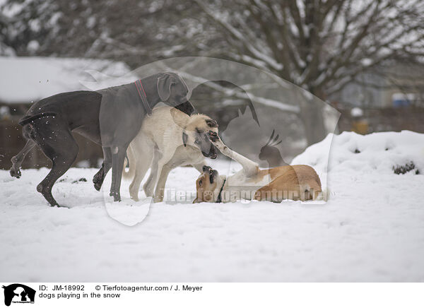 dogs playing in the snow / JM-18992