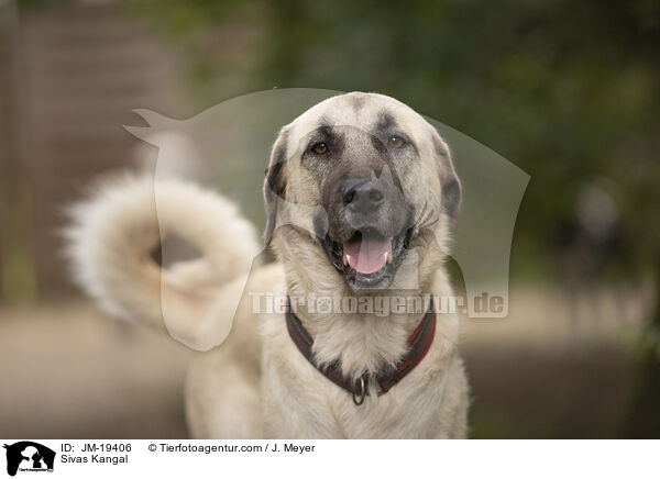Sivas Kangal / Sivas Kangal / JM-19406