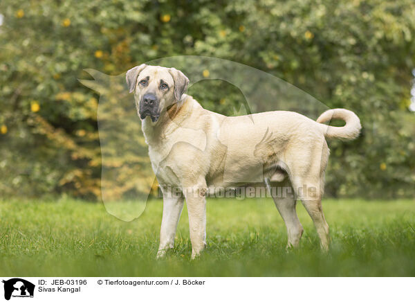 Sivas Kangal / JEB-03196