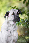 male Sivas Kangal