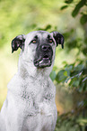male Sivas Kangal