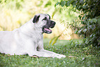 male Sivas Kangal