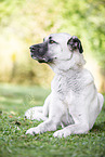 male Sivas Kangal