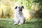 male Sivas Kangal