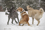 dogs playing in the snow