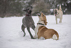 dogs playing in the snow