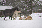 dogs playing in the snow