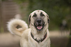 Sivas Kangal