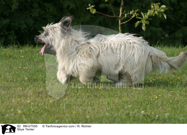 Skye Terrier / RR-07585