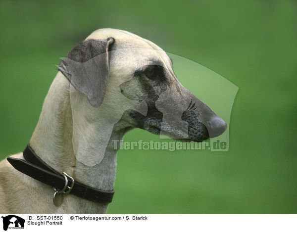 Sloughi Portrait / Sloughi Portrait / SST-01550