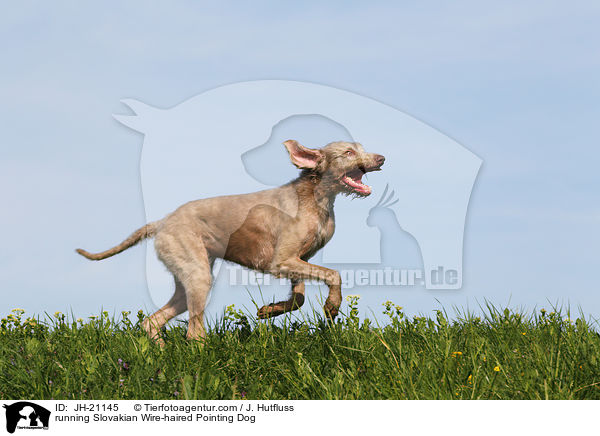 rennender Slowakischer Rauhbart / running Slovakian Wire-haired Pointing Dog / JH-21145