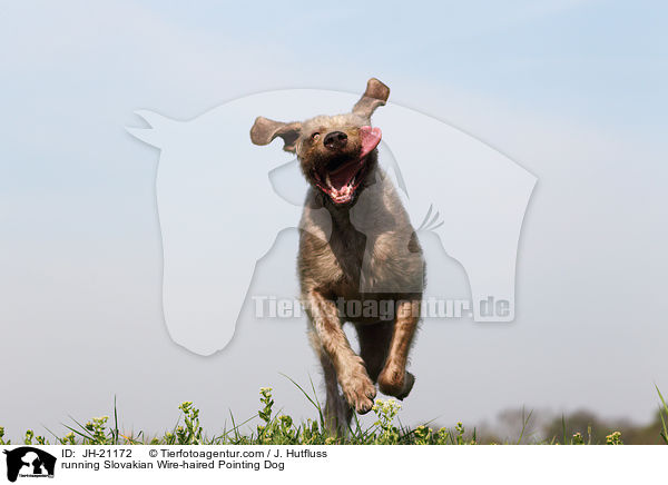 rennender Slowakischer Rauhbart / running Slovakian Wire-haired Pointing Dog / JH-21172