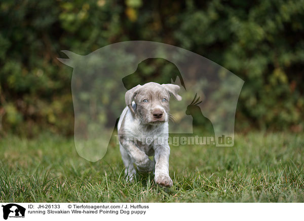 rennender Slowakischer Rauhbart Welpe / running Slovakian Wire-haired Pointing Dog puppy / JH-26133