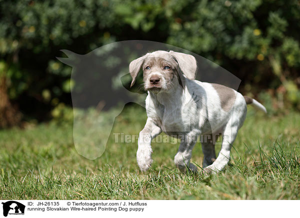 rennender Slowakischer Rauhbart Welpe / running Slovakian Wire-haired Pointing Dog puppy / JH-26135